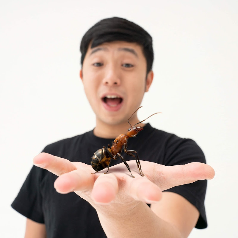 奈普頓—臺灣蟻窟AntsFormosa Logo