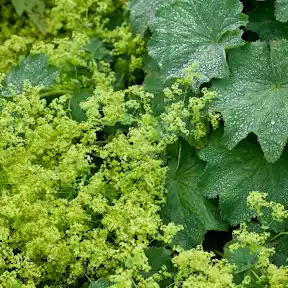RHS - Royal Horticultural Society YouTube channel