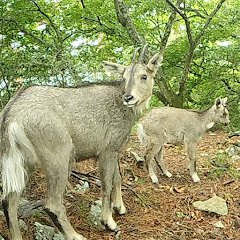 박교수의 야생동물이야기