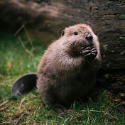 beaver