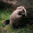 OTo1CoPFRuo-channel-avatar-beaver