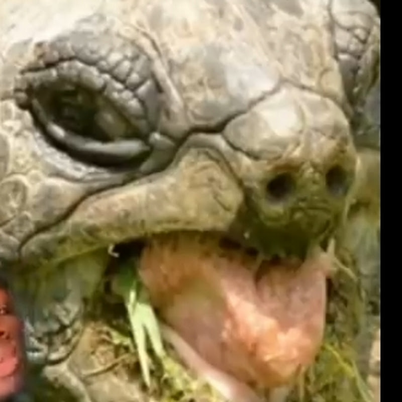 Lablofiji