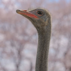 美里オーストリッチファーム【埼玉県北のダチョウ牧場】