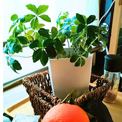 まめ子のシニア生活始まるよ