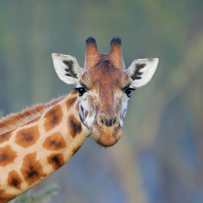 Giraffe’s Roost