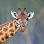 Giraffe’s Roost