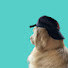 eUHCx8RE9hE-channel-avatar-Pet Comedy Central