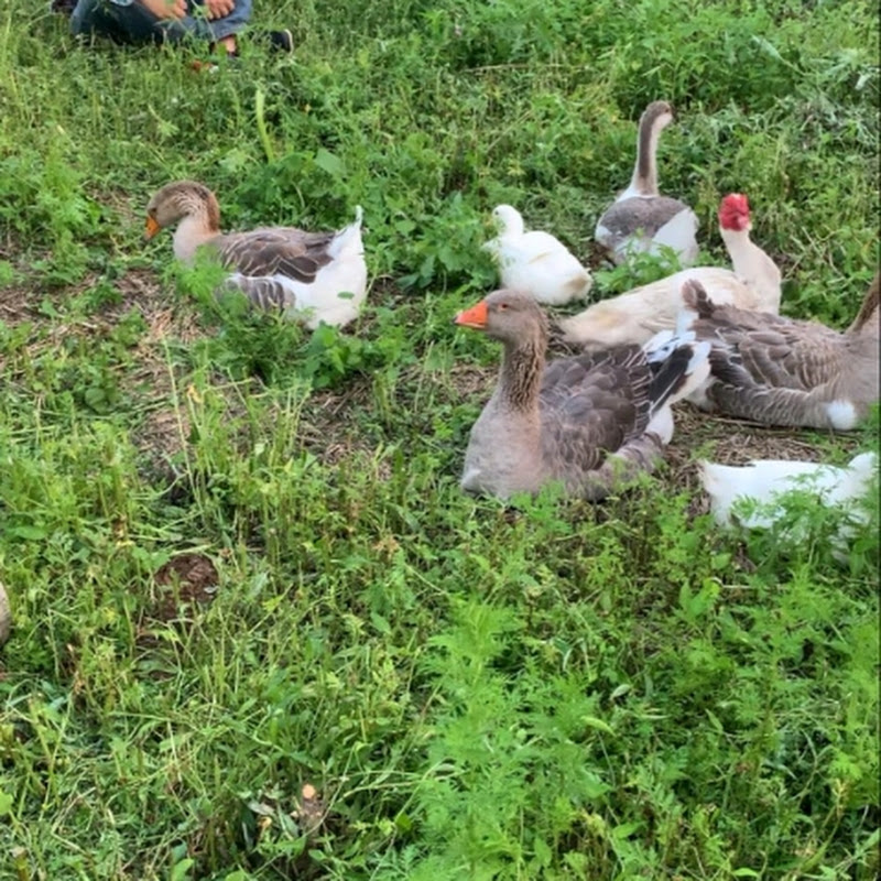 bunatatinaturaleptsufletultau