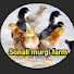 megiaTFvoMw-channel-avatar-Sonali murgi farm, Bokaro 