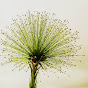 CalmSphere Avatar