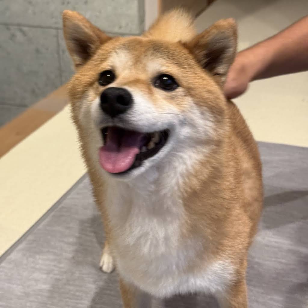 Shiba Inu Fuku & Tom - YouTube