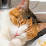 latSHb_uWSc-channel-avatar-Pets Salah