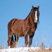 Help Alberta Wildies Society