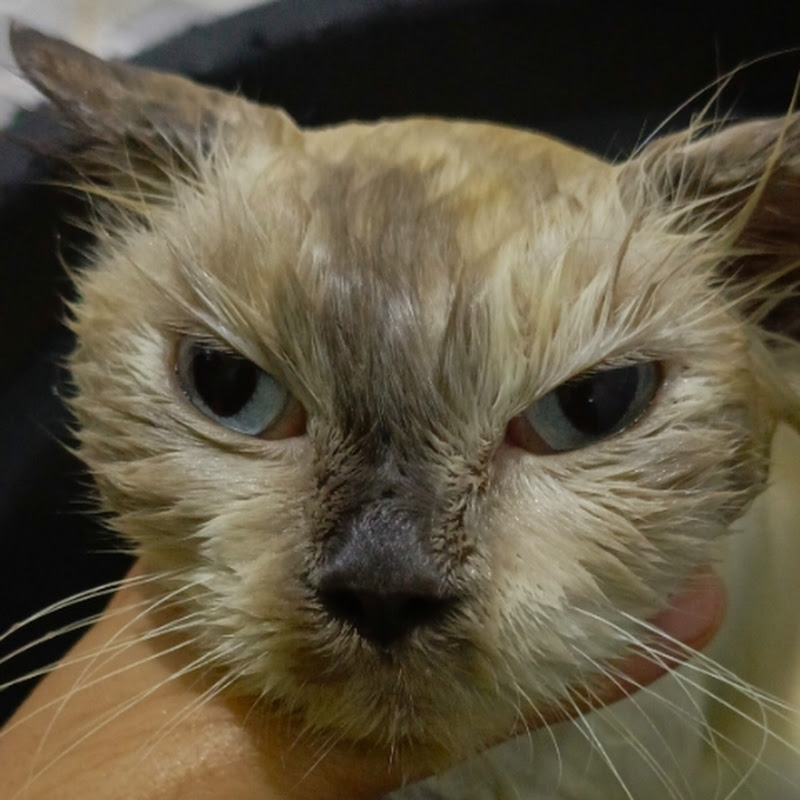 kampung dan kucingku