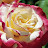 classyroseangel