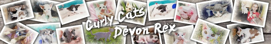 Curly Cats Devon Rex YouTube channel avatar