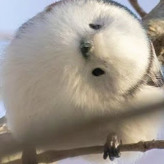 ぽんこつ