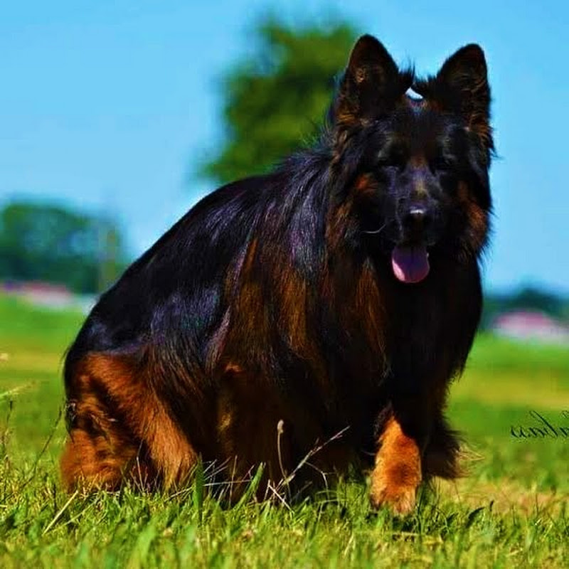 Dog World
