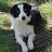 @animal-lovers-ayy