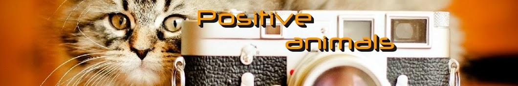 Positive animals YouTube channel avatar