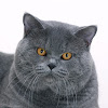 What could British blue cats buy with $100 thousand?