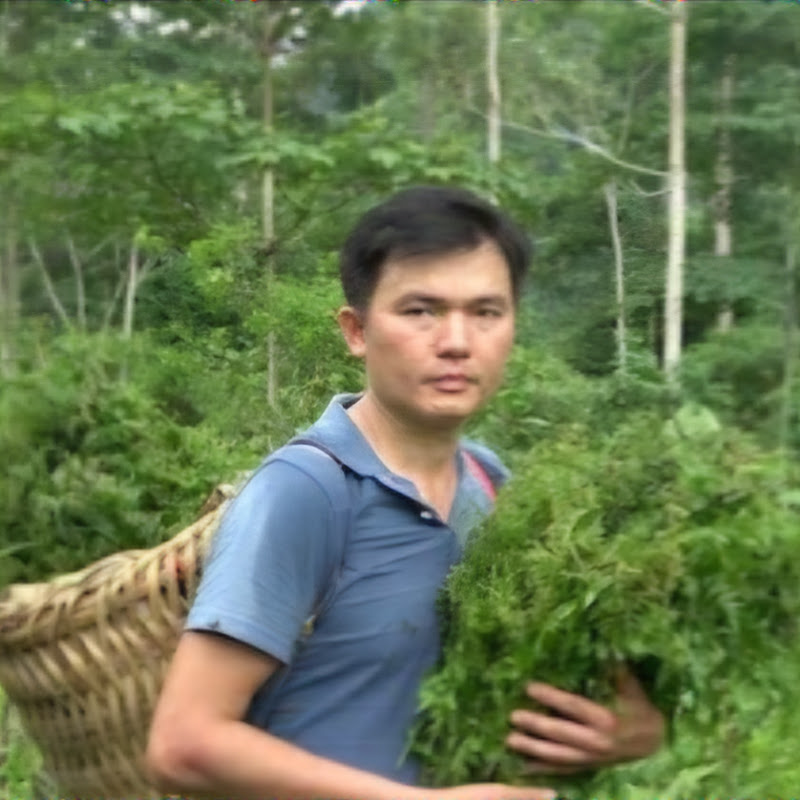 Green Forest Life
