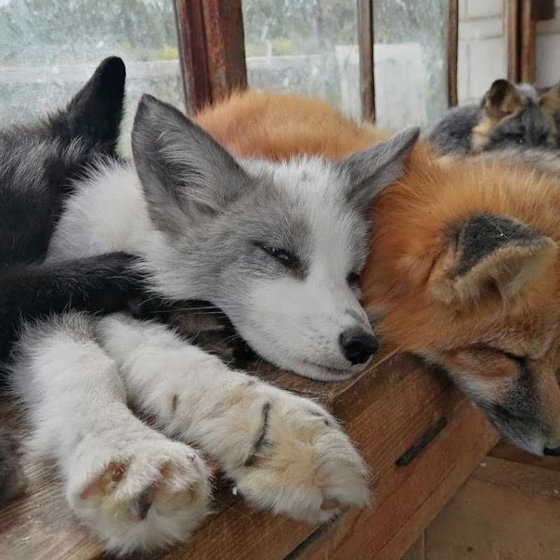 Chilled Fox