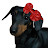 @Dachshund_Kkamsoon