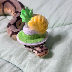 Ballpython love