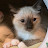 @스노우슈냥이형제