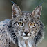h3w2IqyEEZM-channel-avatar-FAUNANDALUZA
