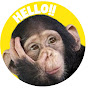 Hello Chimpazee 猩齊天TV logo