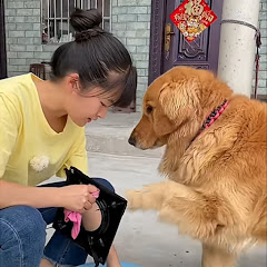 Rural Golden Retriever