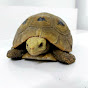 Elongated tortoise logo