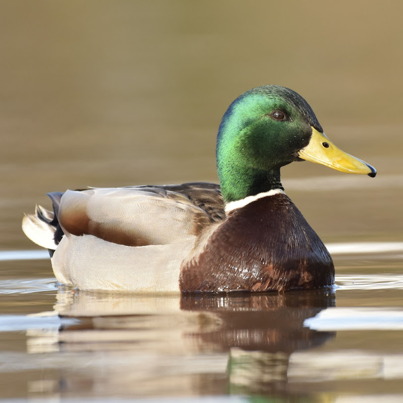 Photo Robertom - ASMR