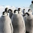 MbZJYwJwTPU-channel-avatar-《 Antarctic Penguin 》