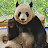 Pandas-animals