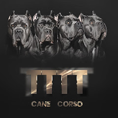 TTTT_Cane_Corso avatar