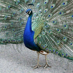 THAR Karoonjhar  Avatar