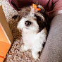 Morkie Dog Mia logo