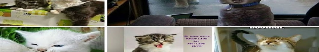 cats breeds Awatar kanału YouTube