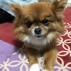 ゆうちゃみ太郎アイコン画像
