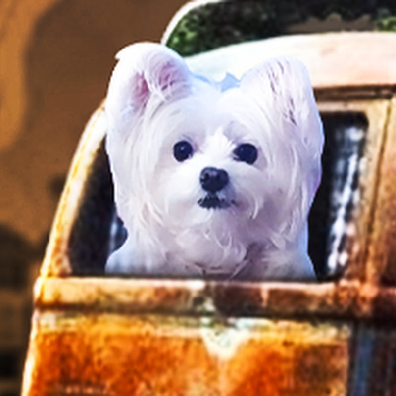 TRIPPIN WITH SUGAR. THE TRAVEL DOG