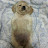 @snapplehee6576