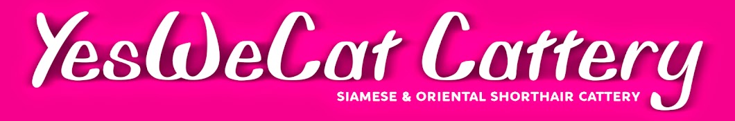 YesWeCat Cattery YouTube channel avatar