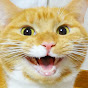 猫のいる生活 Life with Cats