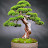 @bonsai_live5277