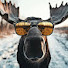8bGN3Qh6DFY-channel-avatar-Moose Memes