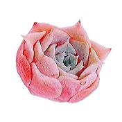 M succulent