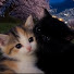 mwRpic-MoBU-channel-avatar-croxy